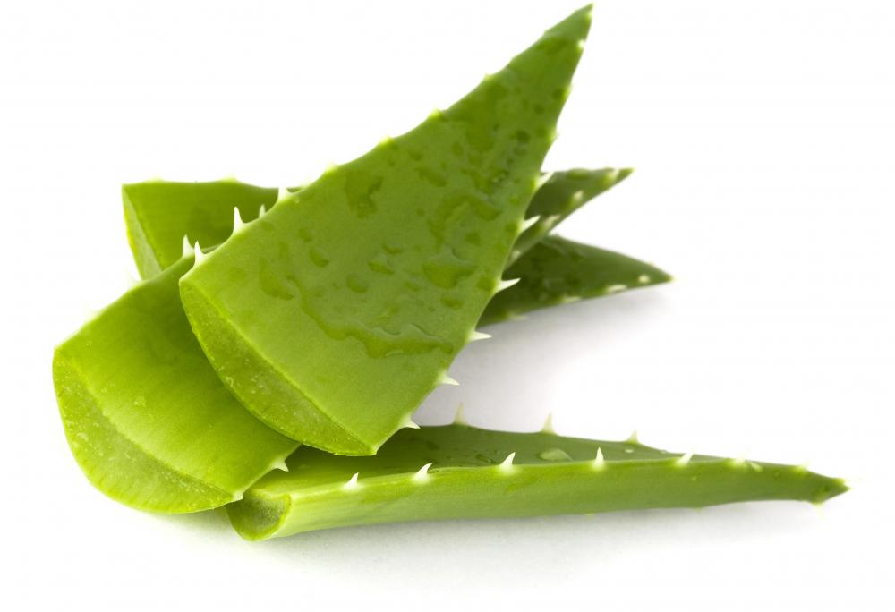 The juice from the aloe vera plant contains emollients.