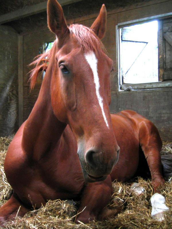 Using horse shampoo can give people thicker, richer hair.