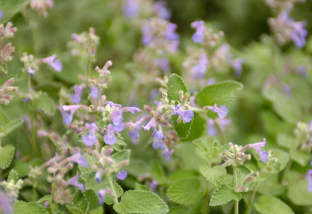 An effective, natural dye rinse can contain catnip.