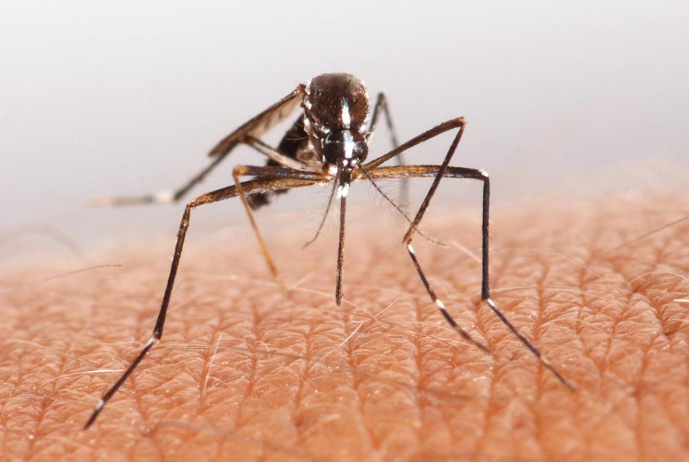 Some towelettes have chemicals meant to ward away mosquitoes.