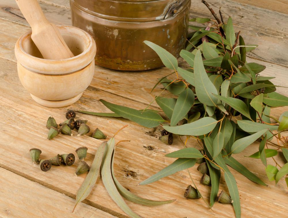 Eucalyptus is an increasingly popular aromatherapy herb.