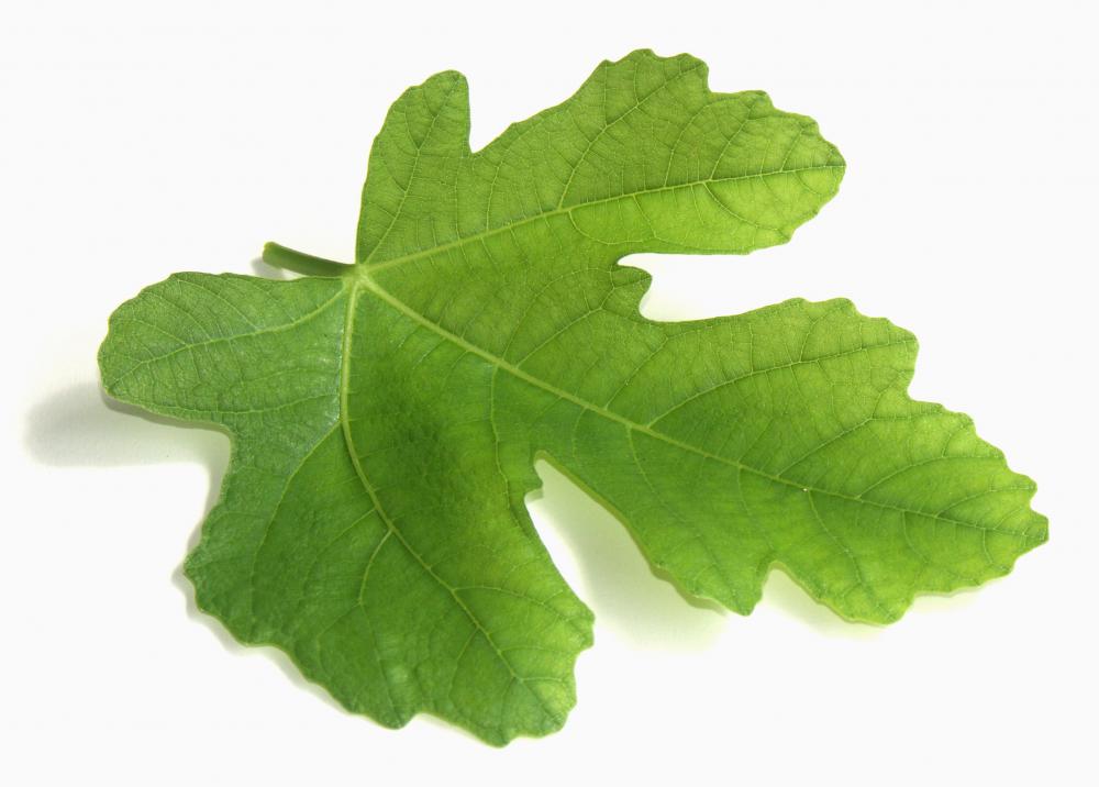 Fig leaf extract is often used in fig oil.