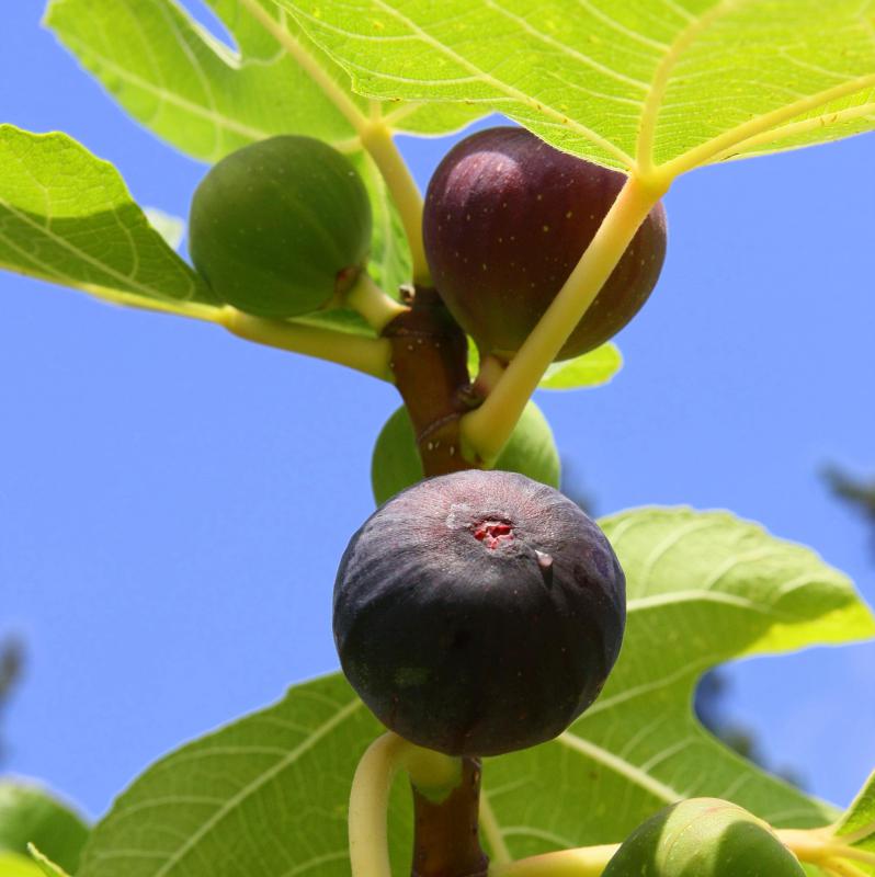Figs growing on the tree.