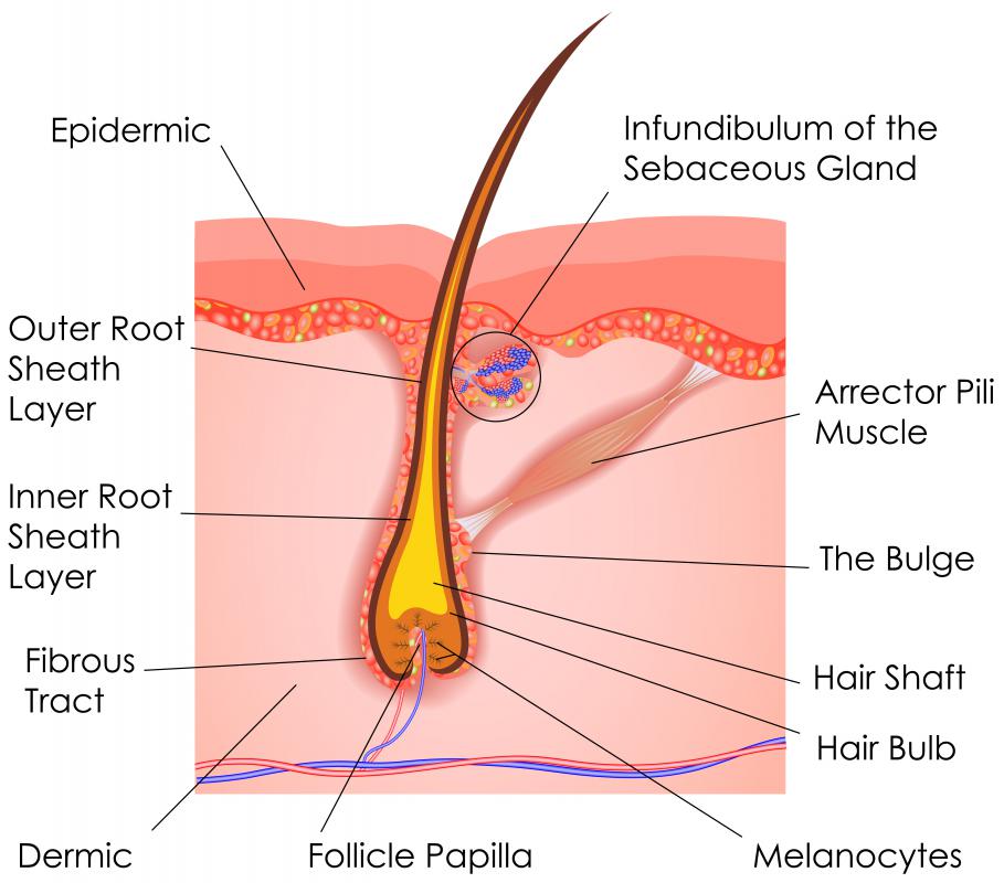 Vellus hairs are found on most parts of the human body.