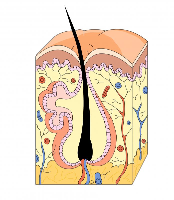 Massaging the scalp can stimulate hair follicles.