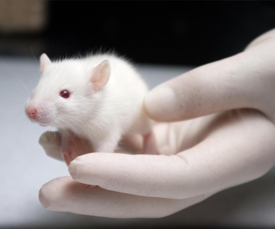 Cocamidopropyl betaine has shown possible carcinogenic effects on lab rats.