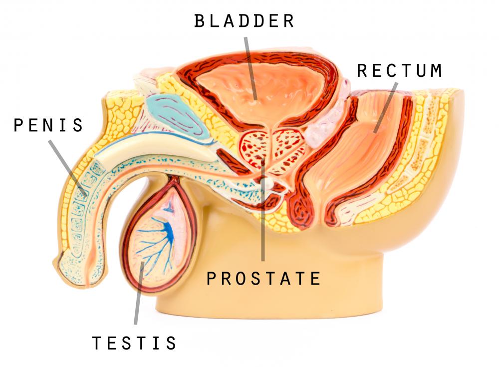 Nettle oil may be used to treat issues involving the male prostate gland.