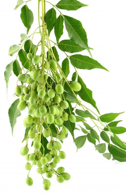 Oil derived from a neem tree is often included in hair products.