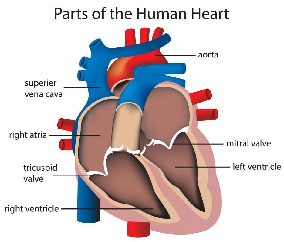 Individuals who lack enough hyaluronic acid may experience mitral valve prolapse.