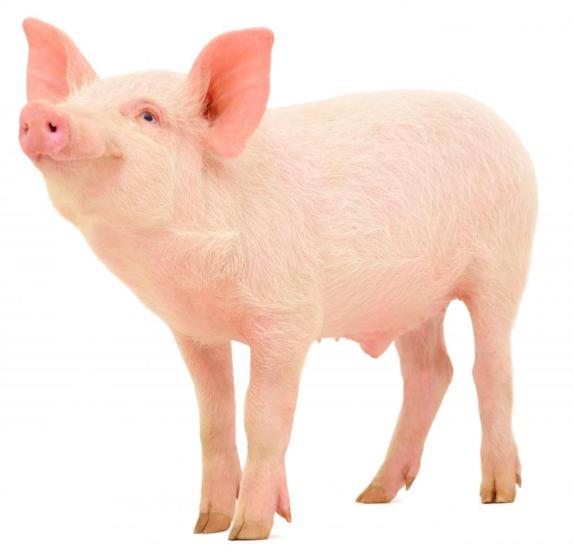 Lard, which is an ingredient in lye soap, is generally made from farm animals such as pigs.