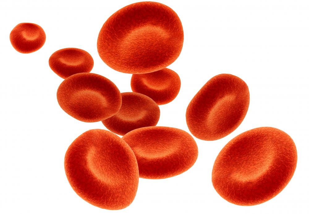 Red blood cells.