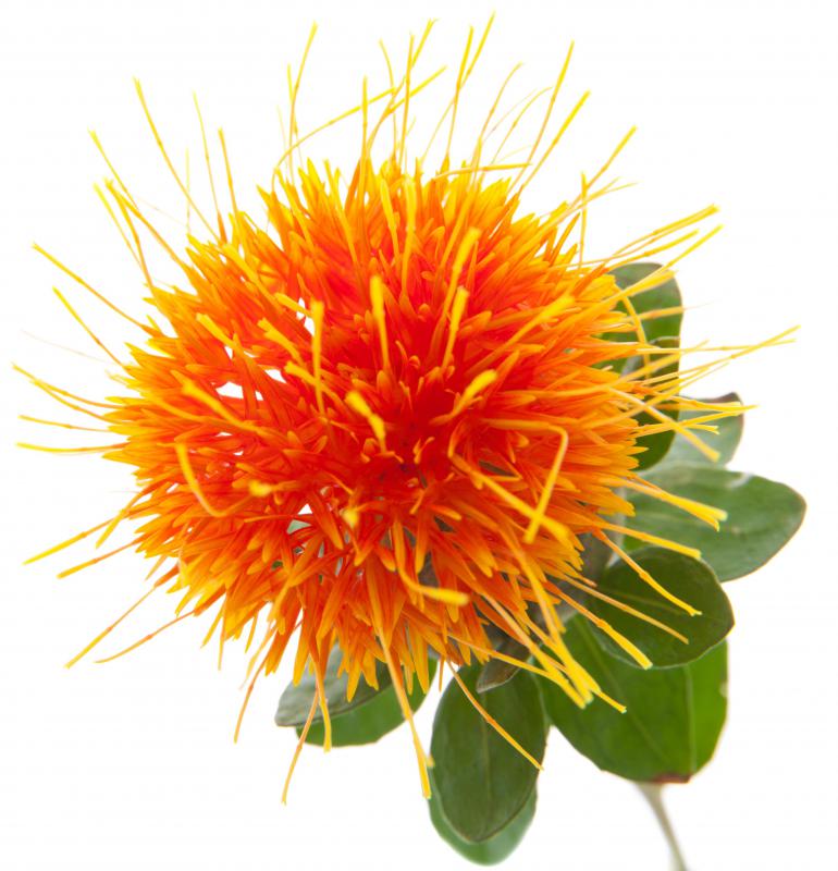 Safflower oil, from the safflower plant, is noncomedogenic.