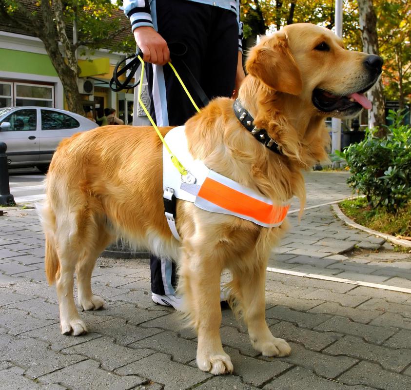 A legally blind person can be taught to use a seeing eye dog for getting around.