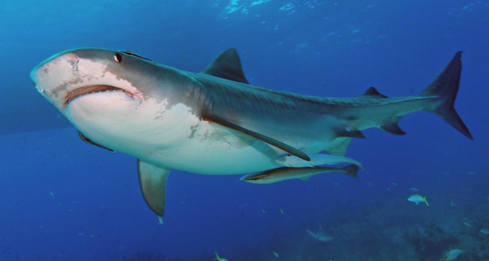Squalene was discovered by a Japanese researcher who was studying disease resistance in sharks.