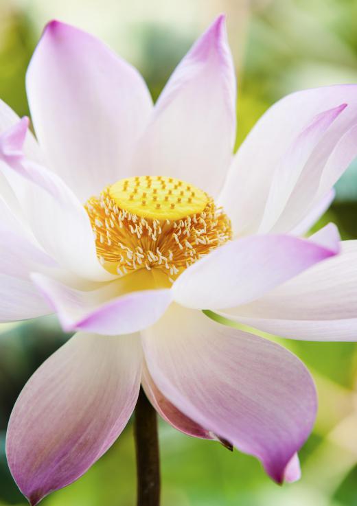 Lotus oil, derived from lotus flowers, is highly concentrated.