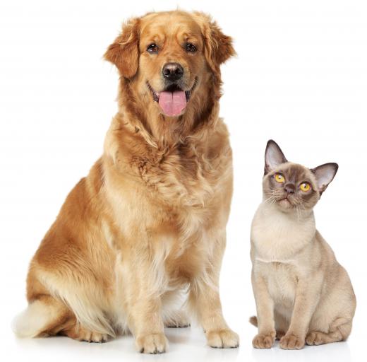 Some pets are more hypoallergenic than others, meaning they are less likely to trigger allergies because of shedding and dander.