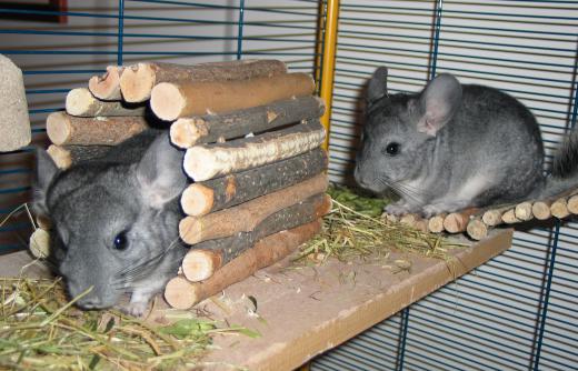 Chinchillas are endangered because people have hunted them to create fur coats.