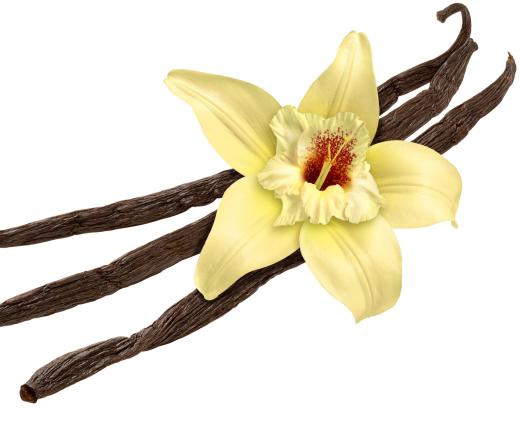 Vanilla essential oil is extracted from the vanilla plant, which is native to Central America, Mexico and other tropical regions.