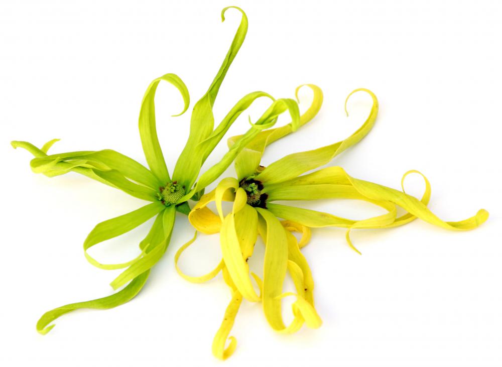 Ylang ylang, which is often included in moisturizing shampoo.