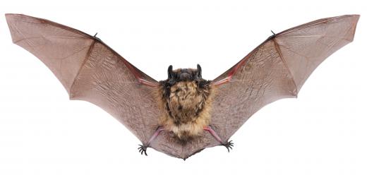 Feces from bats has some uses, but not in mascara.