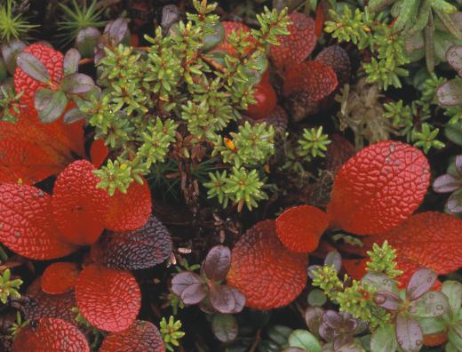 The leaves of the bearberry plant may be used to make bearberry extract.