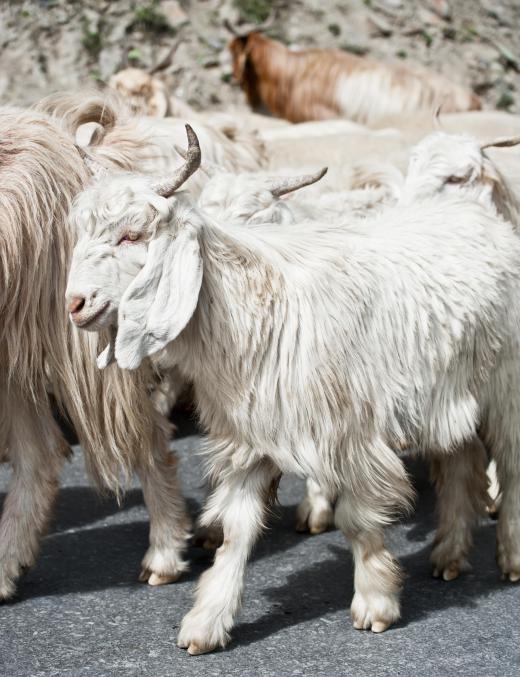 Kashmir goats from China, Tibet, and Mongolia are known for their fine, thick wool.