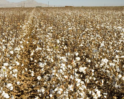 A field of cotton.