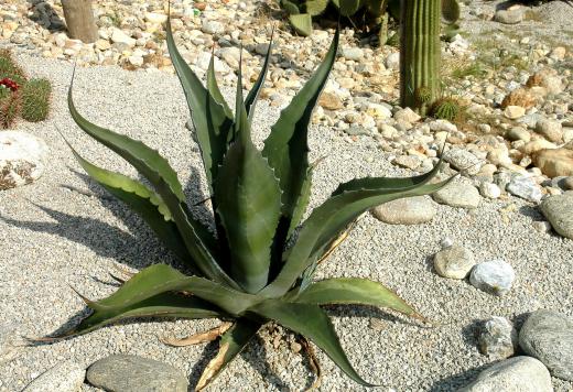 Aloe is a healing plant and a powerful moisturizer.