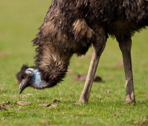 Emu oil is made from the refined fat of the emu.