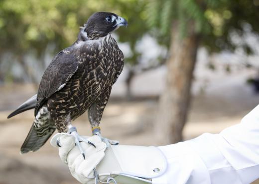 Gauntlets are used during the sport of falconry.