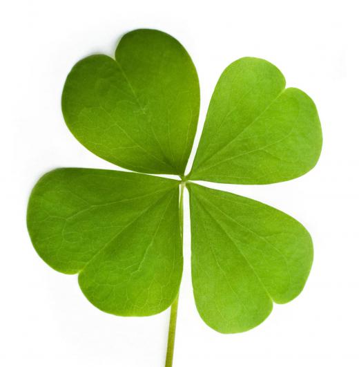 A four leaf-clover is a good luck charm.