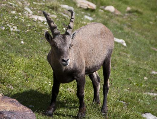 A natural bronzer brush could be made out of goat hair.