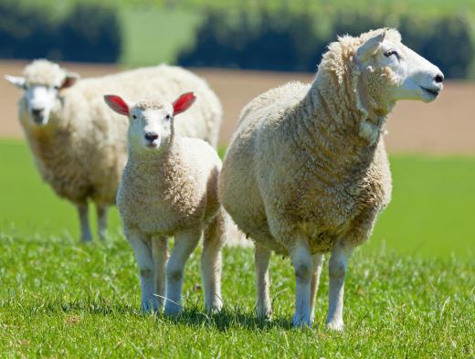 Sheep placenta serum is thought to be beneficial to skin health.