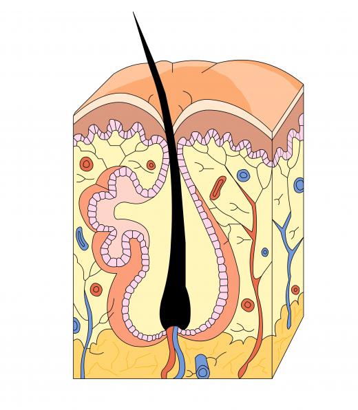 Shaving removes the ends of hair.