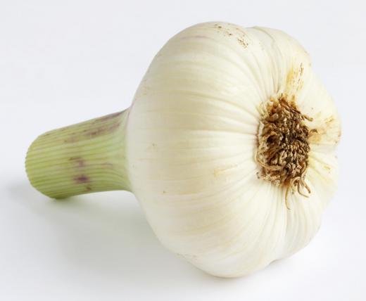 Head of garlic.