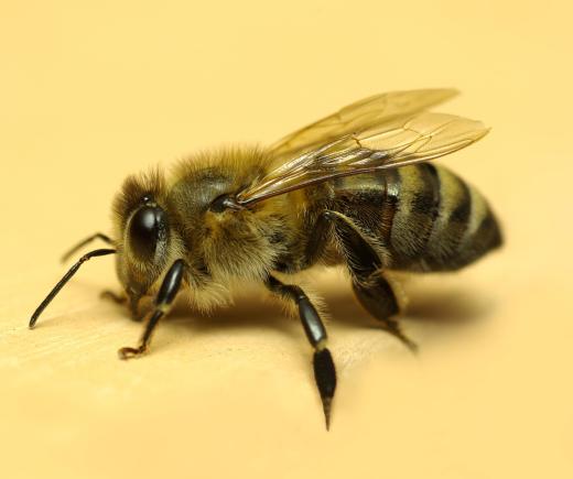 The honeybee is the only species of bee that can make beeswax.