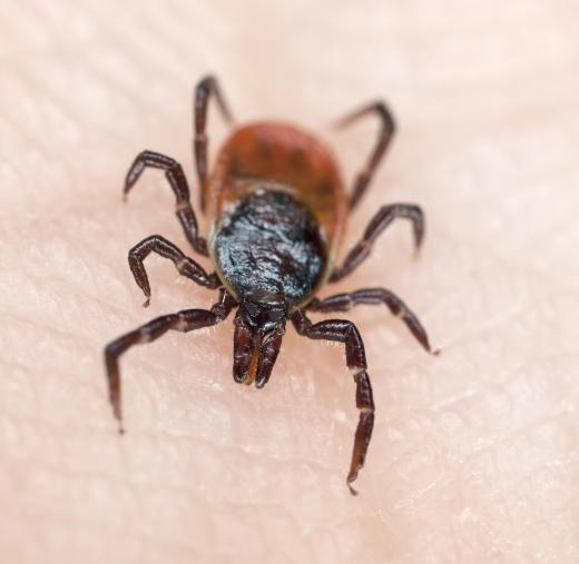 There are towelettes that can be used to repel insects.