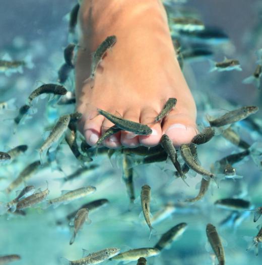 Proponents of fish pedicures claim the treatment leaves feet incredibly smooth.