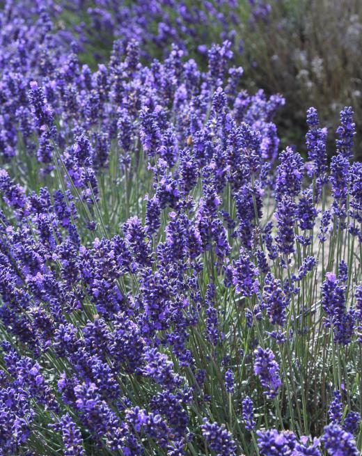 Lavender can be an ingredient in shaving gel.