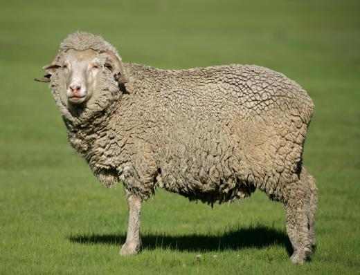 A merino sheep.