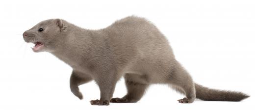 Fur from American minks is used to make a mink stole.