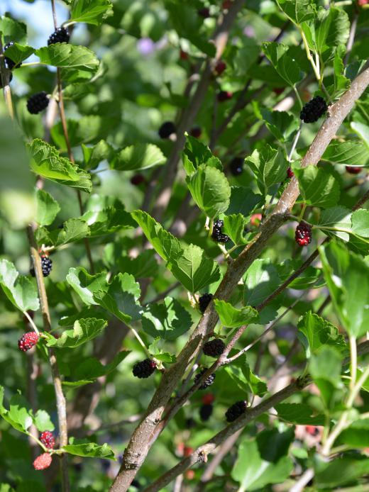 Extracts from the mulberry tree may be used to make skin lightening projects.