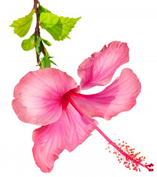 HIbiscus is used in some soaps.