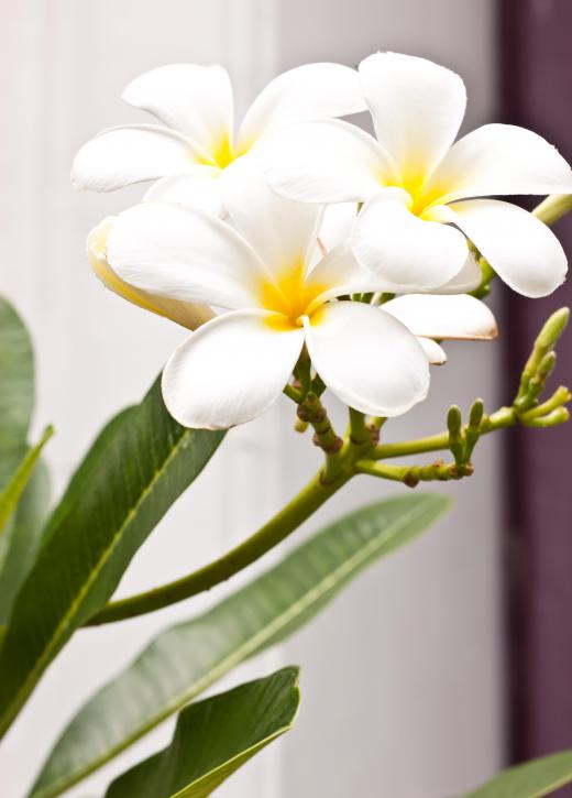 Leis are often made with plumera flowers.