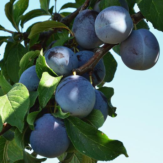 Sorbitol can be found in plums.