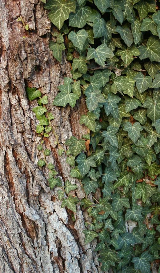 Some users claim that panthenol spray helps ease the symptoms of poison ivy.