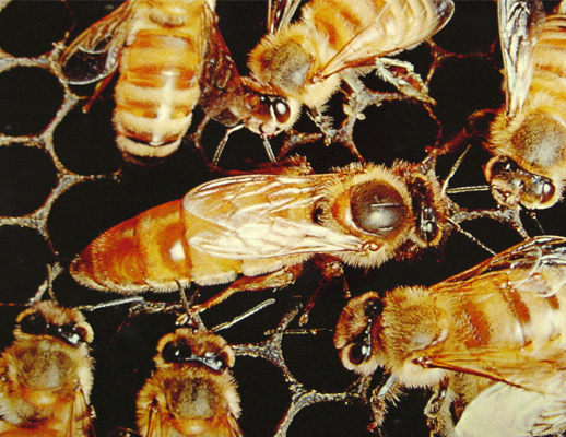 A queen bee surrounded by attendants. Royal jelly is produced to feed young queen bees, but may be used to boost energy, immunity, and as an anti-aging treatment.