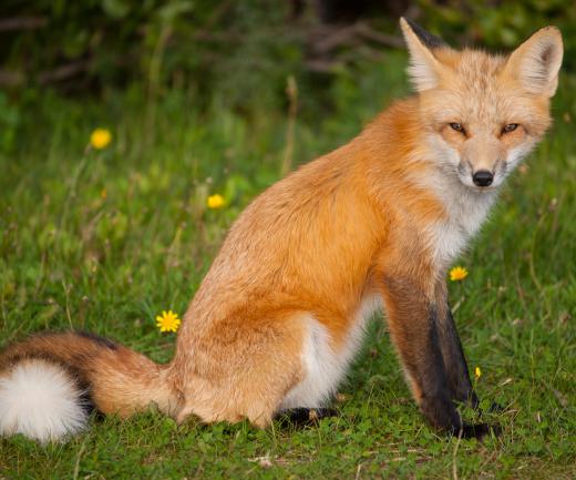 Foxes are among the animals used in making coats and stoles.