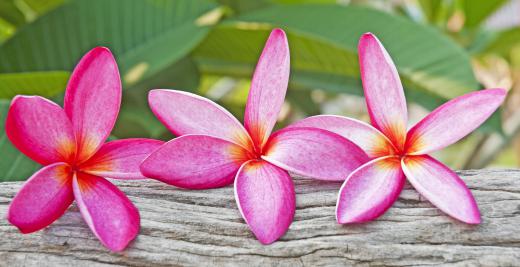 Plumeria rubra is a deep pink flower often used in leis.