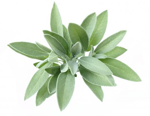 Sage is sometimes used to make bay rum cologne.